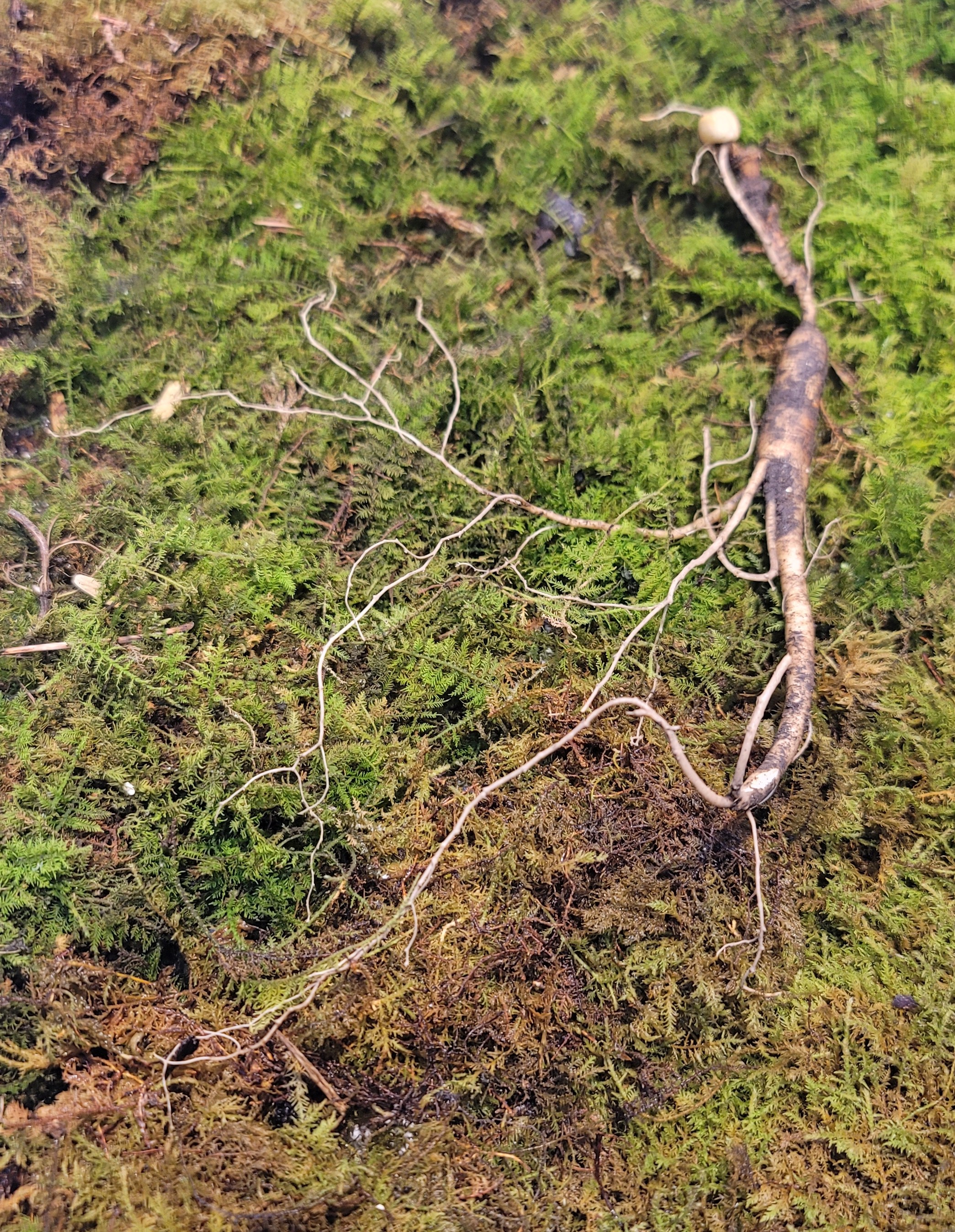 bd492bc1ba68ae5733bc8423b5825d0f_1768621753_6612.jpg bd492bc1ba68ae5733bc8423b5825d0f_1768621753_6612.jpg