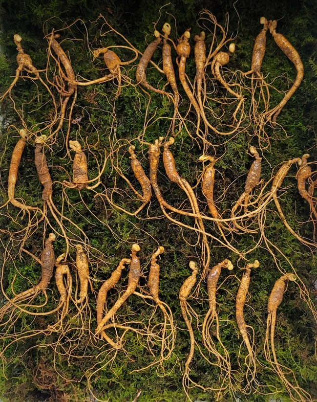 실속형 산종산양삼 8년 30뿌리  뇌두 5마디