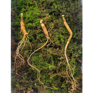 실속형 산종산양삼 8년근 3뿌리 뇌두 5마디