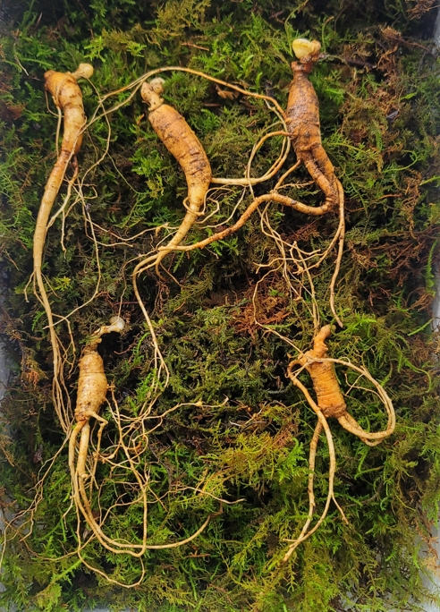 실속형 산종산양삼 8년근 5뿌리 뇌두 5마디