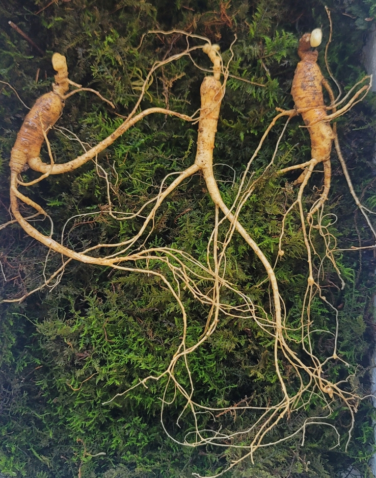 실속형 산종산양삼 7년근 3뿌리 뇌두 4마디