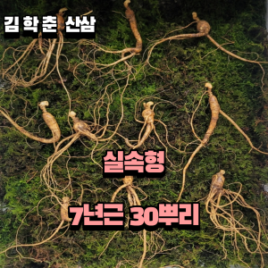 실속형 산종산양삼 7년근 30뿌리 뇌두 4마디