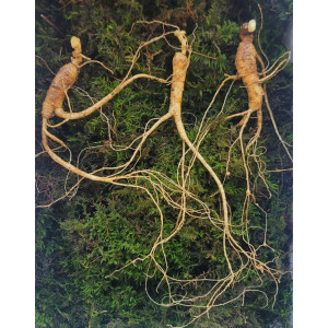 실속형 산종산양삼 7년근 3뿌리 뇌두 4마디