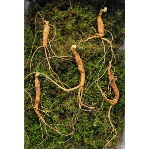 실속형 산종산양삼 7년근 5뿌리 뇌두 4마디