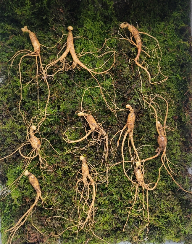 .실속형  산종산양삼 7년근 10뿌리 뇌두 4마디