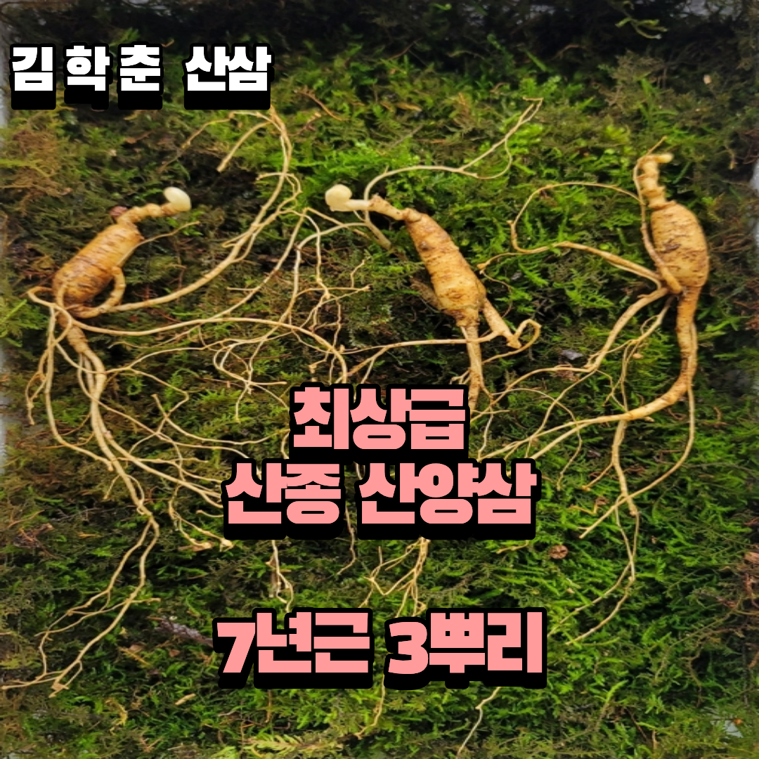 산종산양삼 최상급  7년근 3뿌리 선물용 4마디