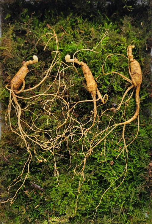 산종산양삼 최상급  7년근 3뿌리 선물용 4마디