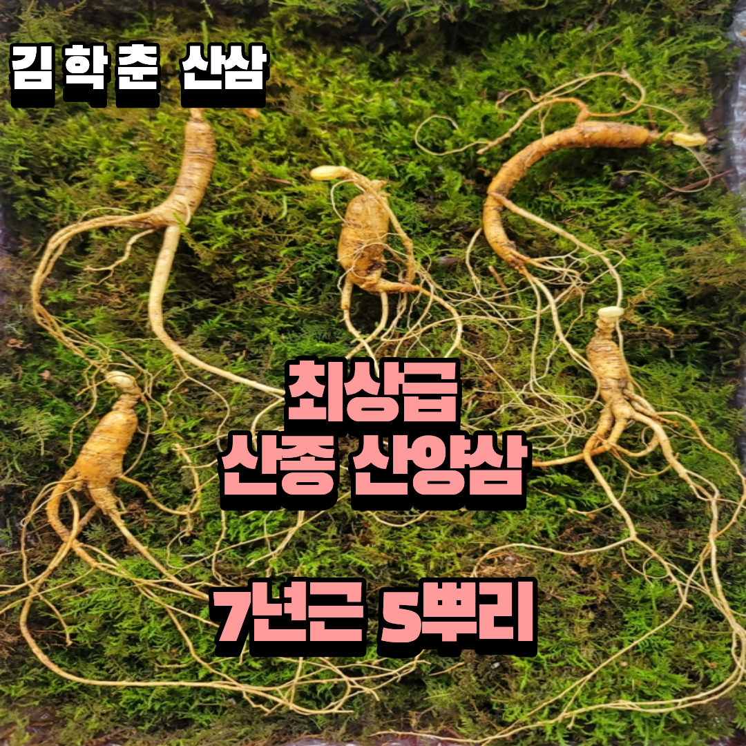 산종산양삼 최상급 7년근 5뿌리 선물용 4마디