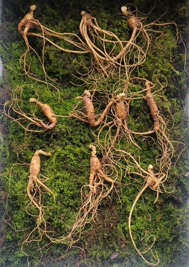 산종산양삼 최상급 7년근 10뿌리 선물용 뇌두 4마디