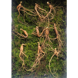 산종산양삼 최상급 7년근 10뿌리 선물용 뇌두 4마디