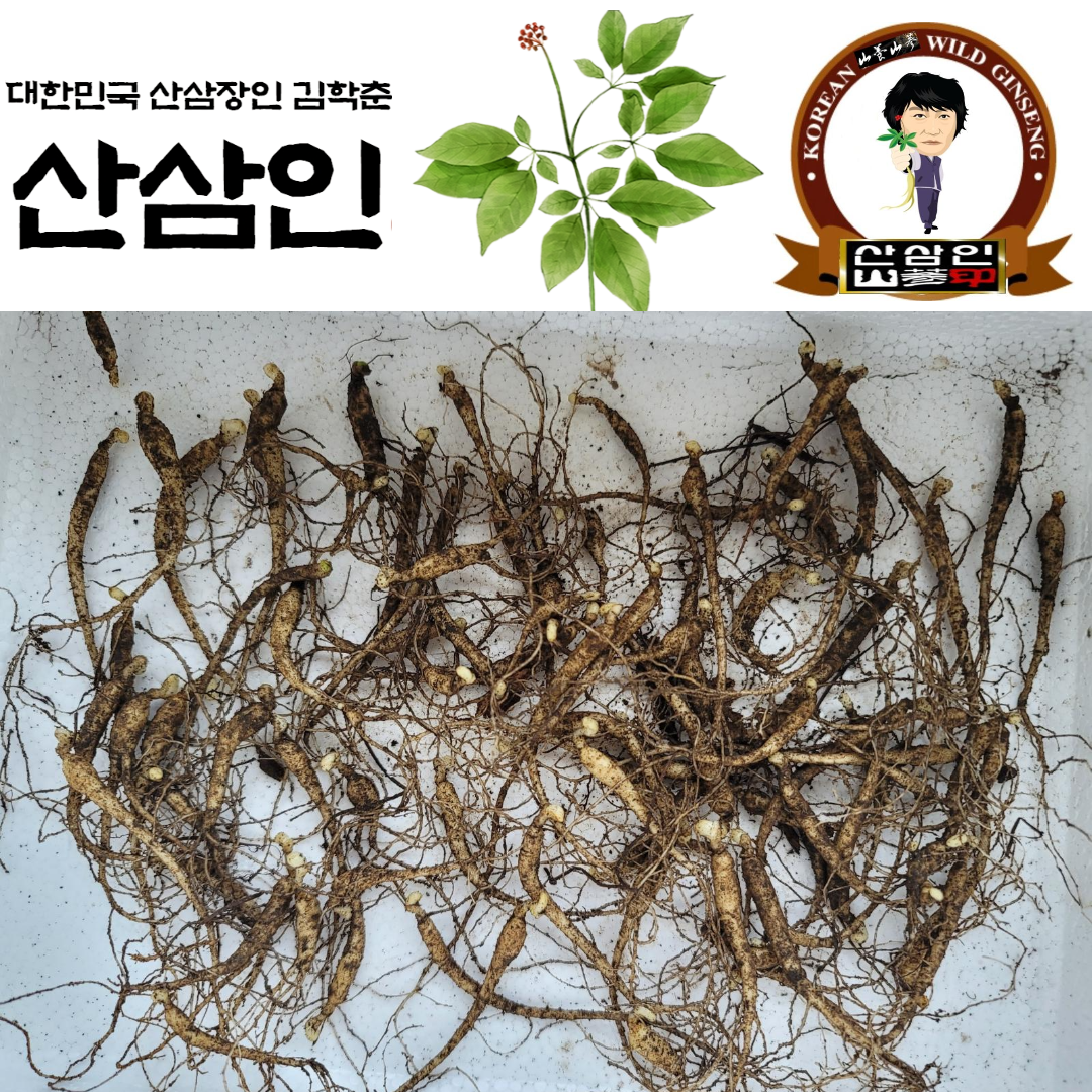 원산지:강원도 대관령 자락에서 자란 산종삼 3년생 입니다. *30뿌리*