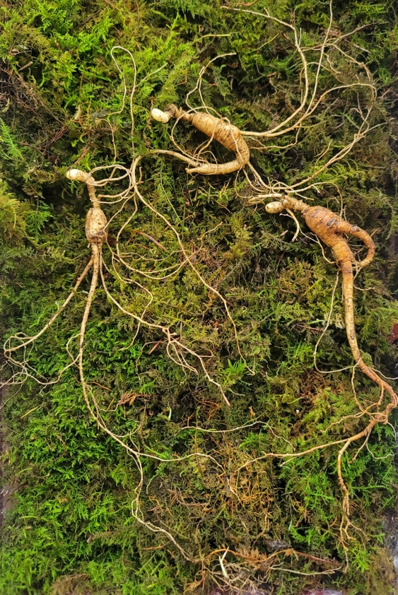 산종산양삼  최상급 10년--11년근 선물용 뇌두 7마디