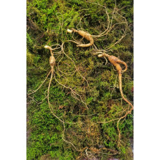 산종산양삼  최상급 10년--11년근 선물용 뇌두 7마디