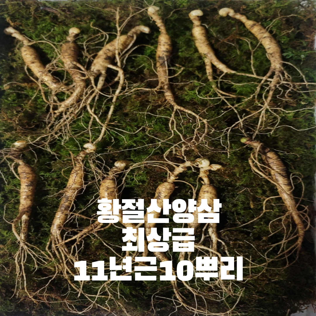 산종산양삼  최상급 산양삼 10년--11년근 10뿌리 선물용 7마디