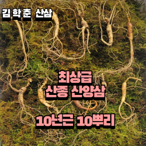 산종산양삼  최상급 산양삼 10년--11년근 10뿌리 선물용 7마디