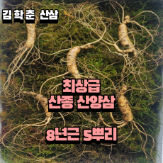 산종산양삼 최상급 8년근 5뿌리 선물용 뇌두 5마디