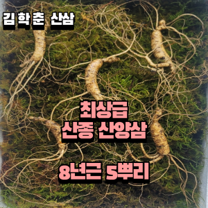 산종산양삼 최상급 8년근 5뿌리 선물용 뇌두 5마디