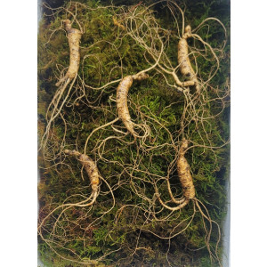 산종산양삼 최상급 8년근 5뿌리 선물용 뇌두 5마디