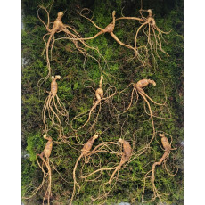 실속형 산종 산양삼 8년근 10뿌리 뇌두 5마디