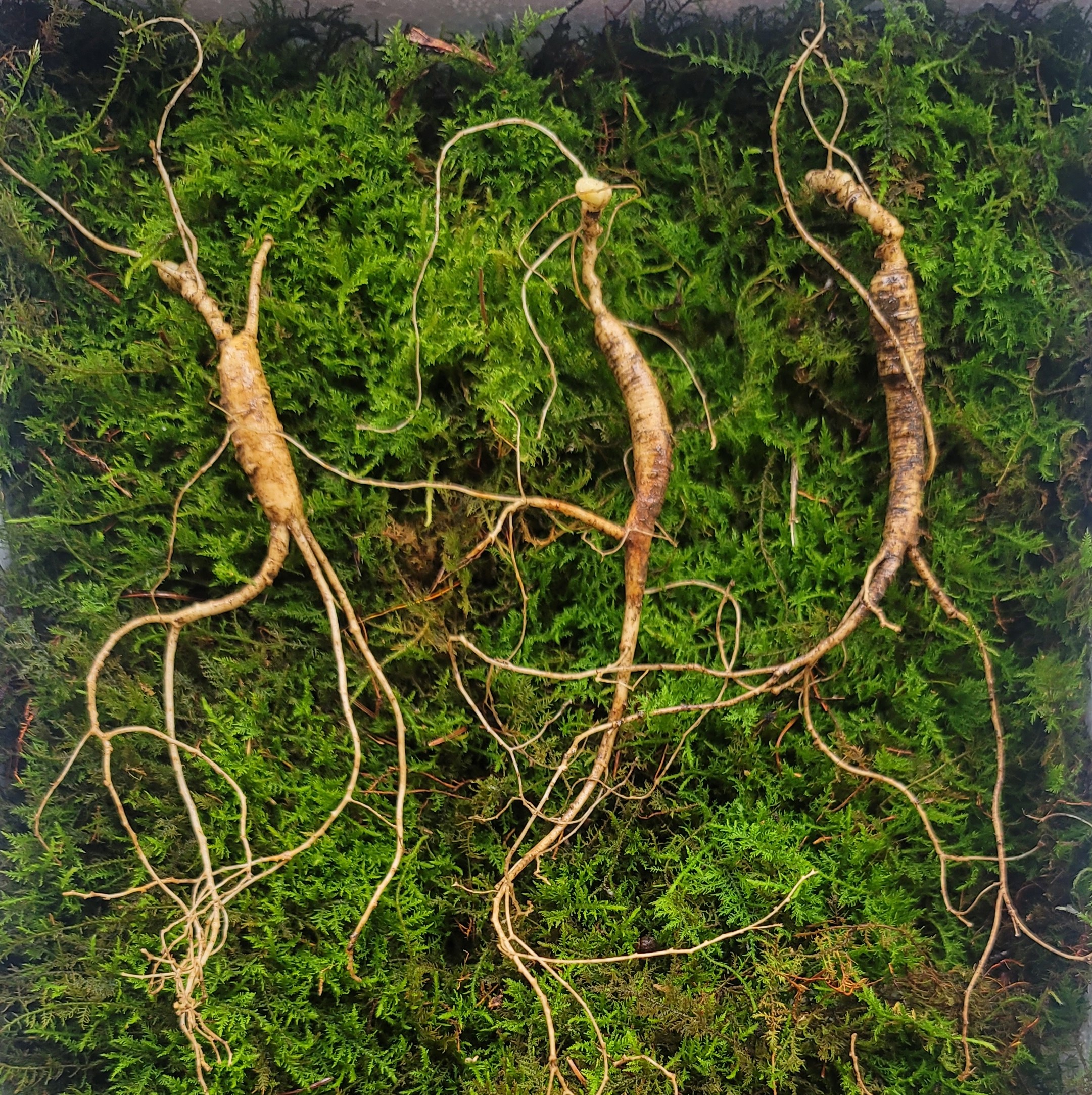 산종산양삼 최상급 15년근 3뿌리 선물용 12마디