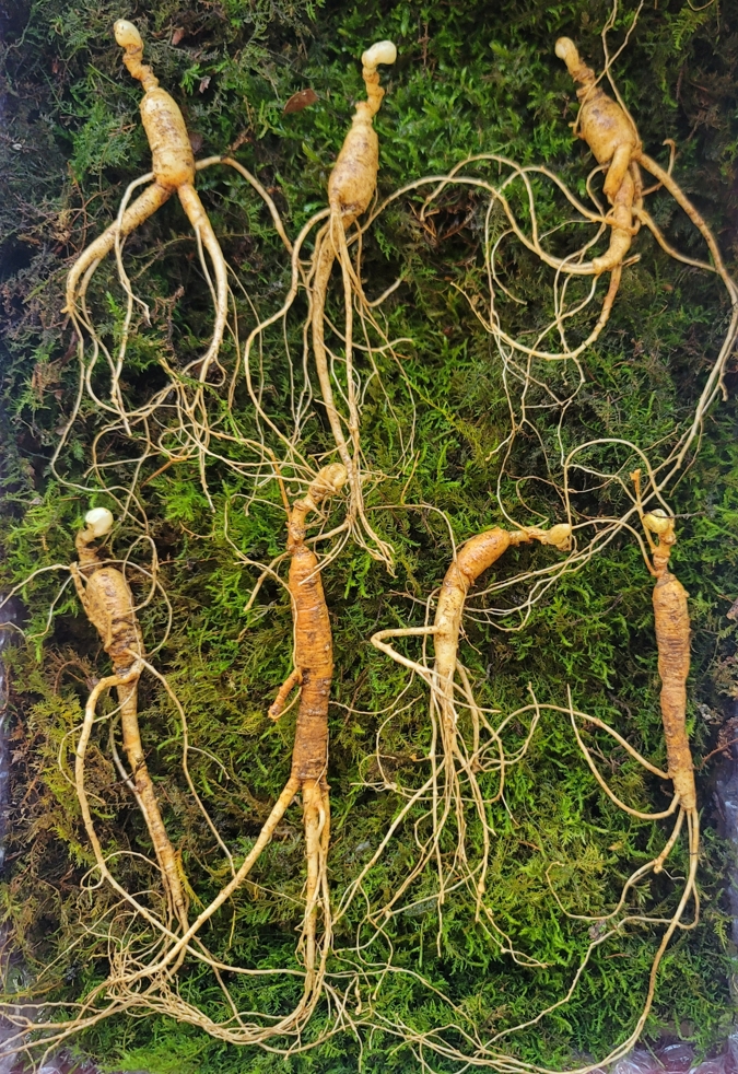 산종 산양삼 최상급  8년근 7뿌리 선물용 5마디