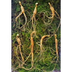 산종 산양삼 최상급  8년근 7뿌리 선물용 5마디