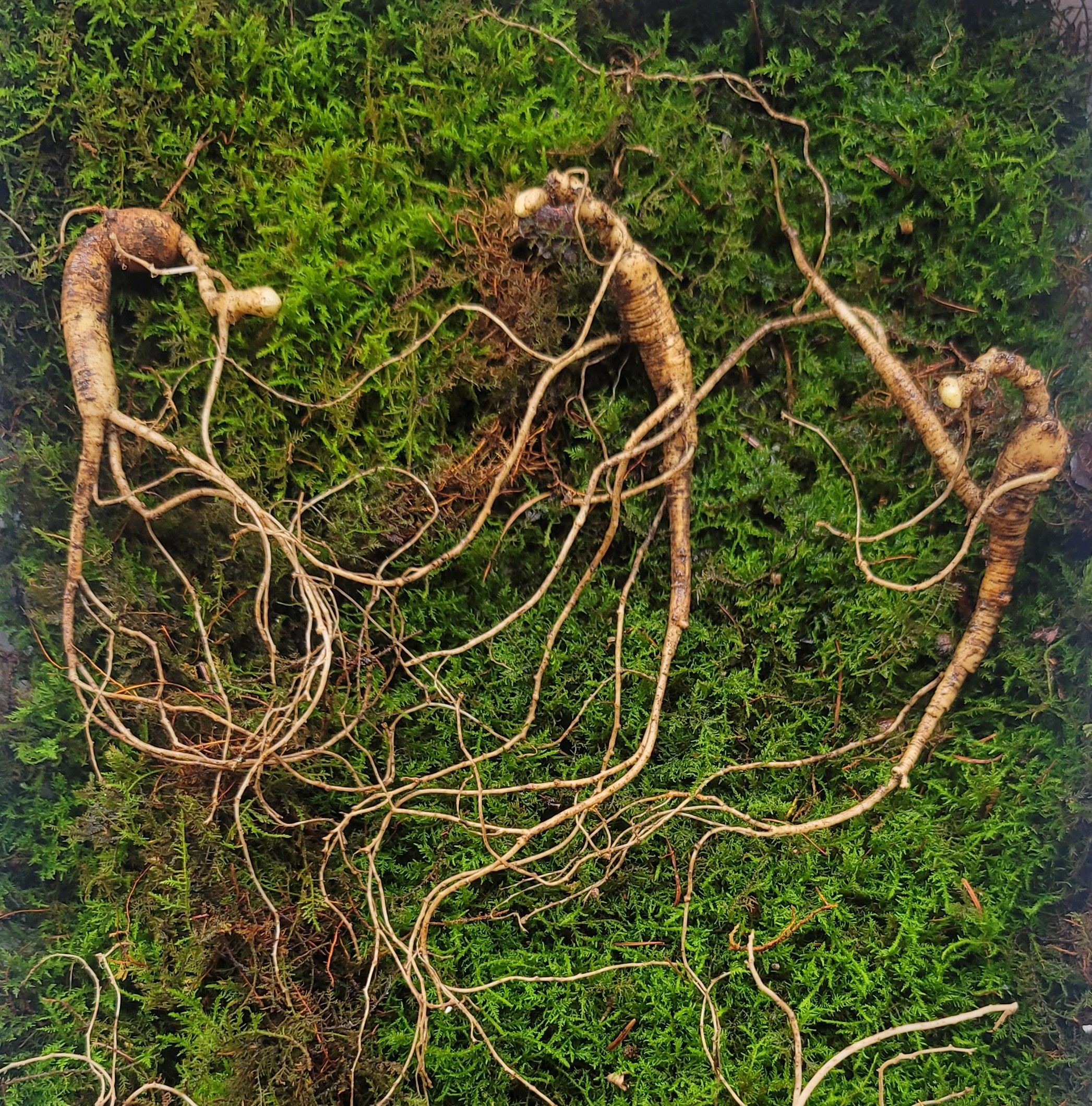 산종산양삼 최상급 13년근 3뿌리 선물용 뇌두 10마디