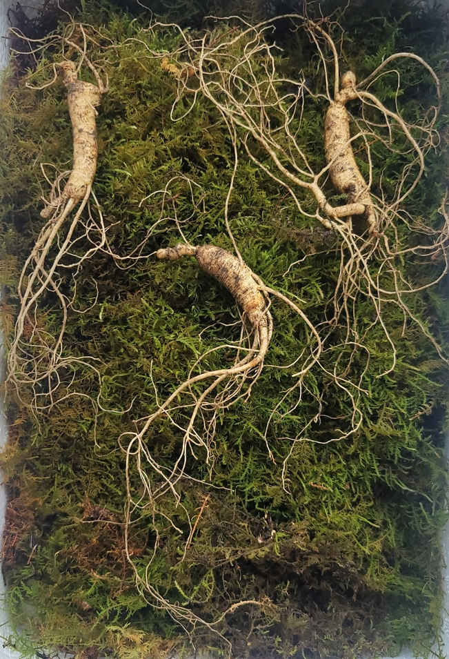 산종산양삼 최상급  8년근 3뿌리 선물용 뇌두 5마디