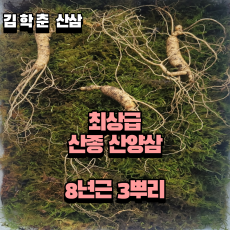 산종산양삼 최상급  8년근 3뿌리 선물용 뇌두 5마디