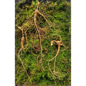 야생삼 최상급 18년근 3뿌리 선물용 뇌두 15마디 (향이 우수합니다.)