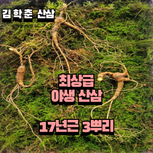 야생삼 최상급 17년근 3뿌리 선물용 뇌두 14마디이상  (향이 우수합니다.)