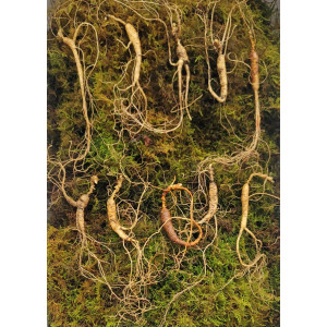 실속형 산종산양삼 10년근10뿌리 뇌두 7마디