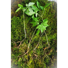 대한민국 산삼 4뿌리(판매 완료)