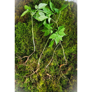 대한민국 산삼 4뿌리(판매 완료)