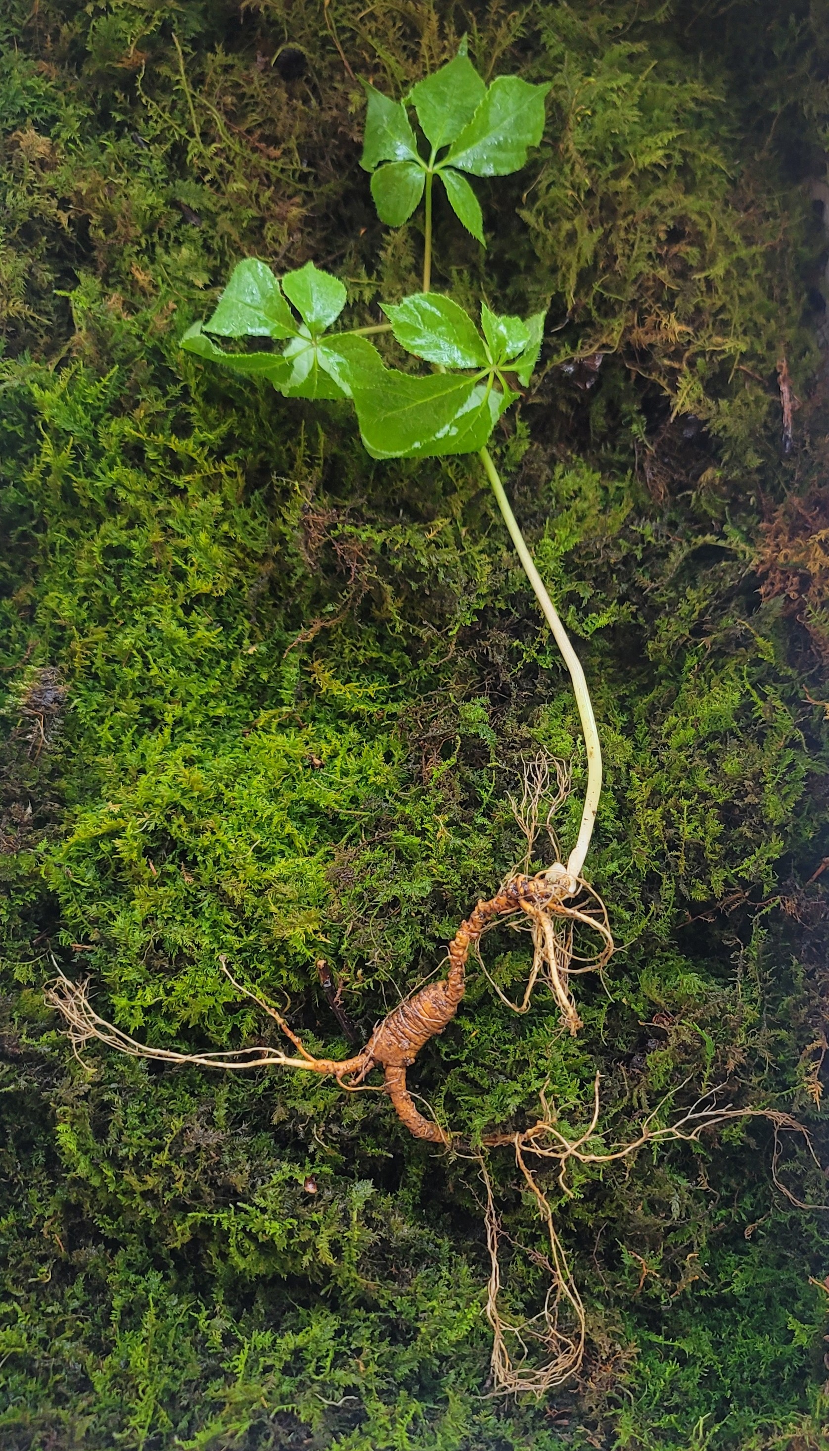 대한민국 산삼 이렇게 생겼습니다. 25년 추정 8뿌리(판매 완료)