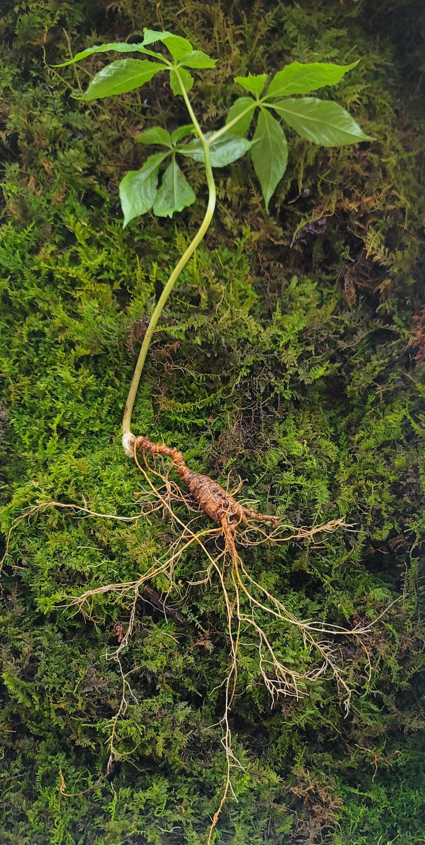 대한민국 산삼 이렇게 생겼습니다. 25년 추정 8뿌리(판매 완료)