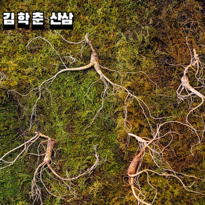 대한민국 산삼 이렇게 생겼습니다. 17년이상 추정 5뿌리