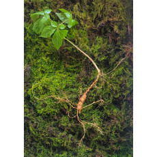 대한민국 산삼 이렇게 생겼습니다. 25년 추정 8뿌리(판매 완료)