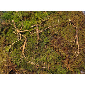 대관령 야생산삼 25년추정 4뿌리