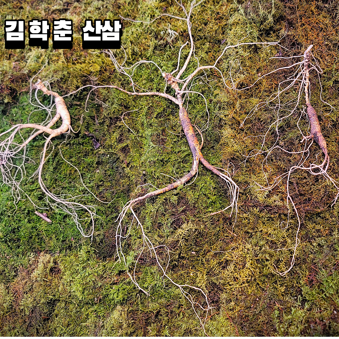대관령 야생산삼 판매완료