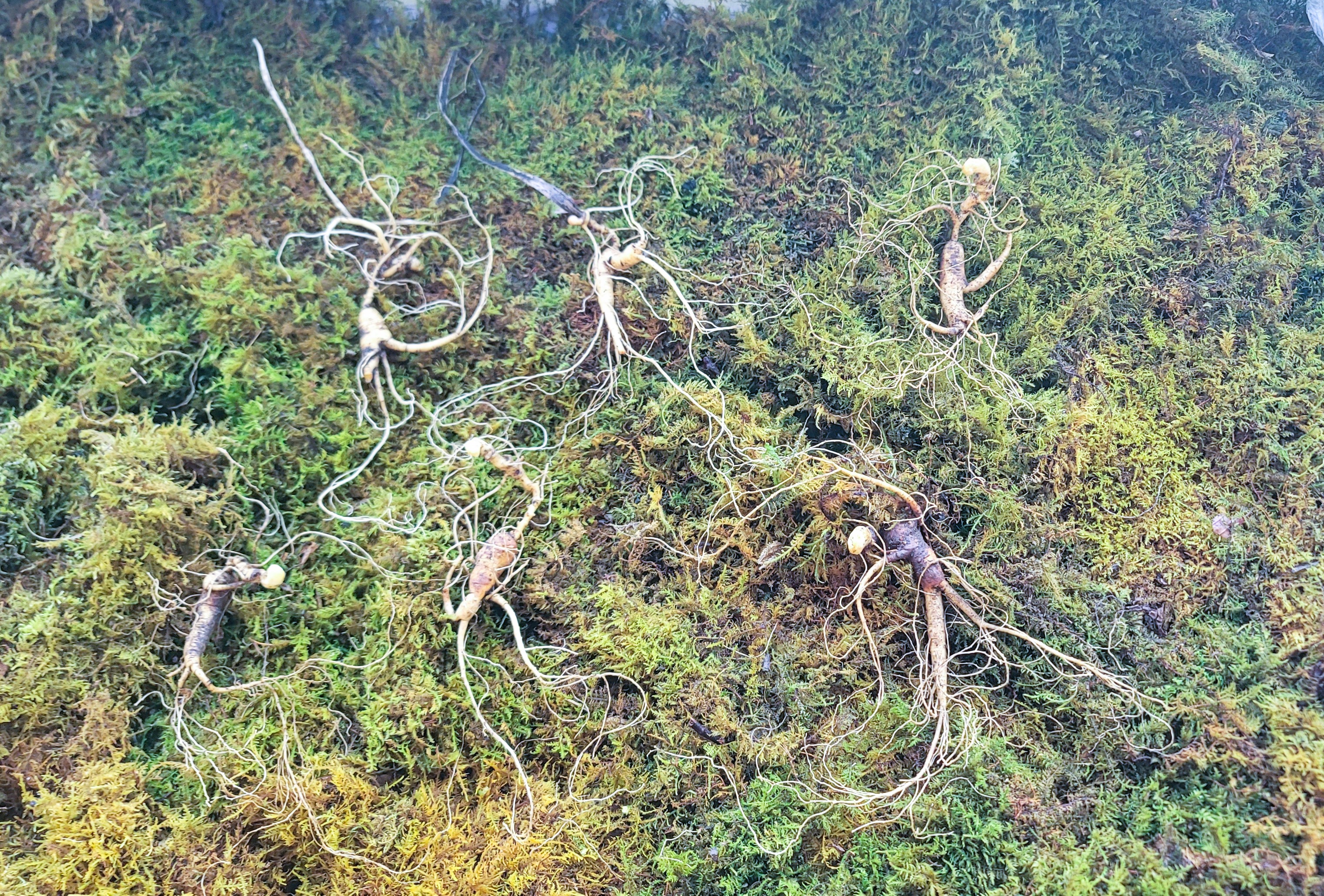 대관령 야생산삼 25년이상추정 6 뿌리