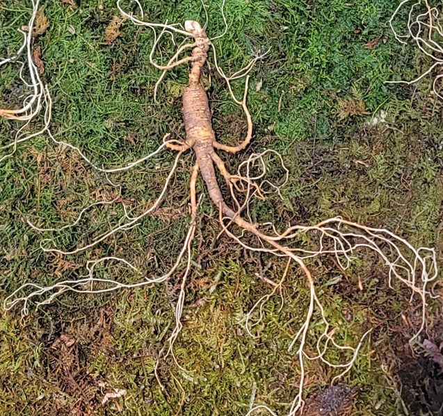 대관령 야생산삼 25년이상추정 6 뿌리