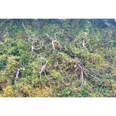 대관령 야생산삼 25년이상추정 6 뿌리